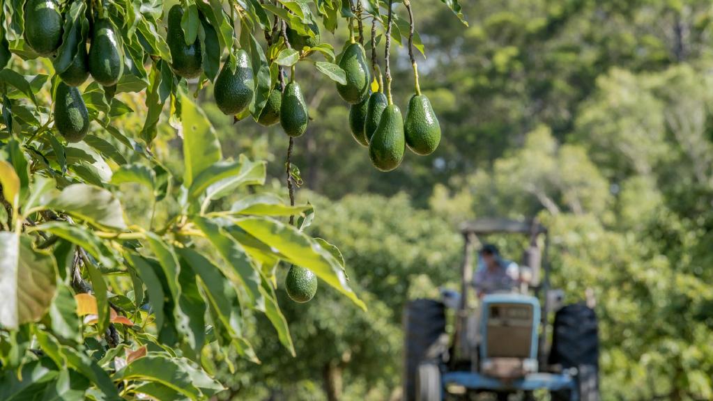עצי אבוקדו במשק